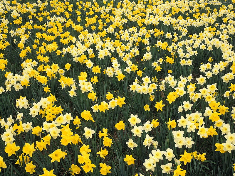 daffodils, yellow, nature, bonito, field, HD wallpaper
