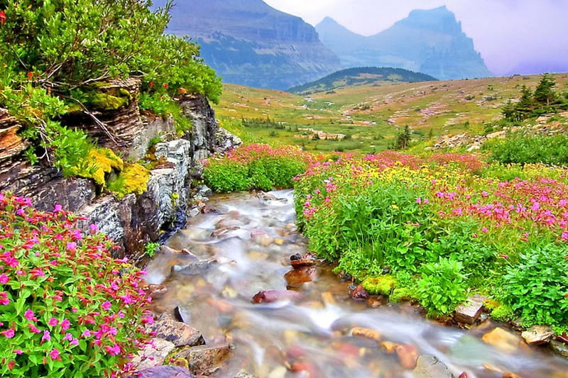 Flowers in Glacier national park mountain, rocks, places, park, waterfalls, splendor, paradise, mountian, flowers, nature, streams, landscape, HD wallpaper