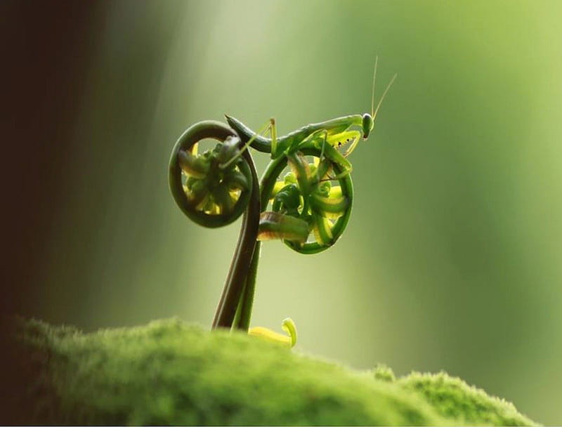 Praying Mantis on a Bike Ride, fern, strange, wheels, unbelievable, praying mantis, nature, bike, freaky, insects, HD wallpaper