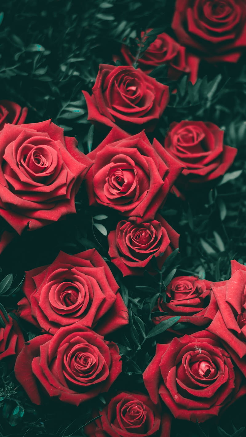 Bed of Red Roses, bonito, boquet, flower, flowers, love, nature, rose, sorry, HD phone wallpaper