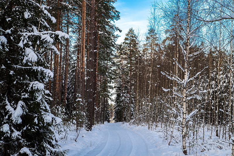 Snow covered trees under blue sky during daytime, HD wallpaper | Peakpx