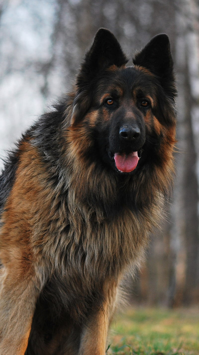 Brown German Shepherd , pet, dog, animal, german shepherd, HD phone wallpaper