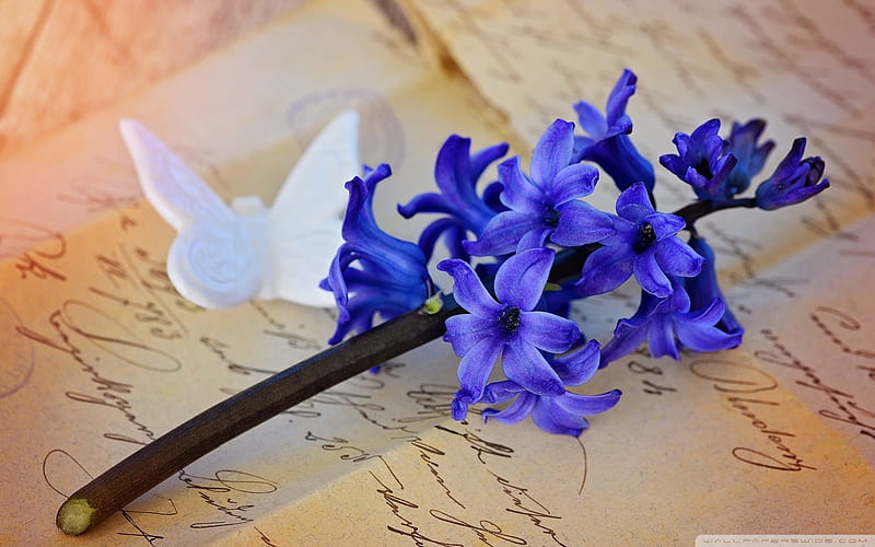 Beautiful Purple hyacinth and his butterfly thoughts, butterfly, purple, macro, flower, nature, blue, letter, HD wallpaper
