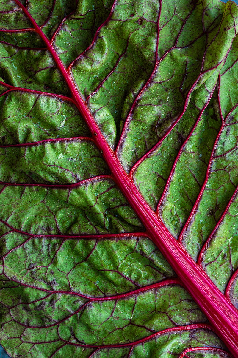 green vegetable leaf, HD phone wallpaper