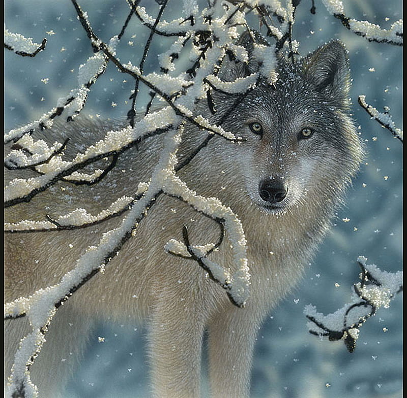 Silencio de lobo, bosque, nieve, bosque, silencio, lobo, Fondo de pantalla  HD | Peakpx