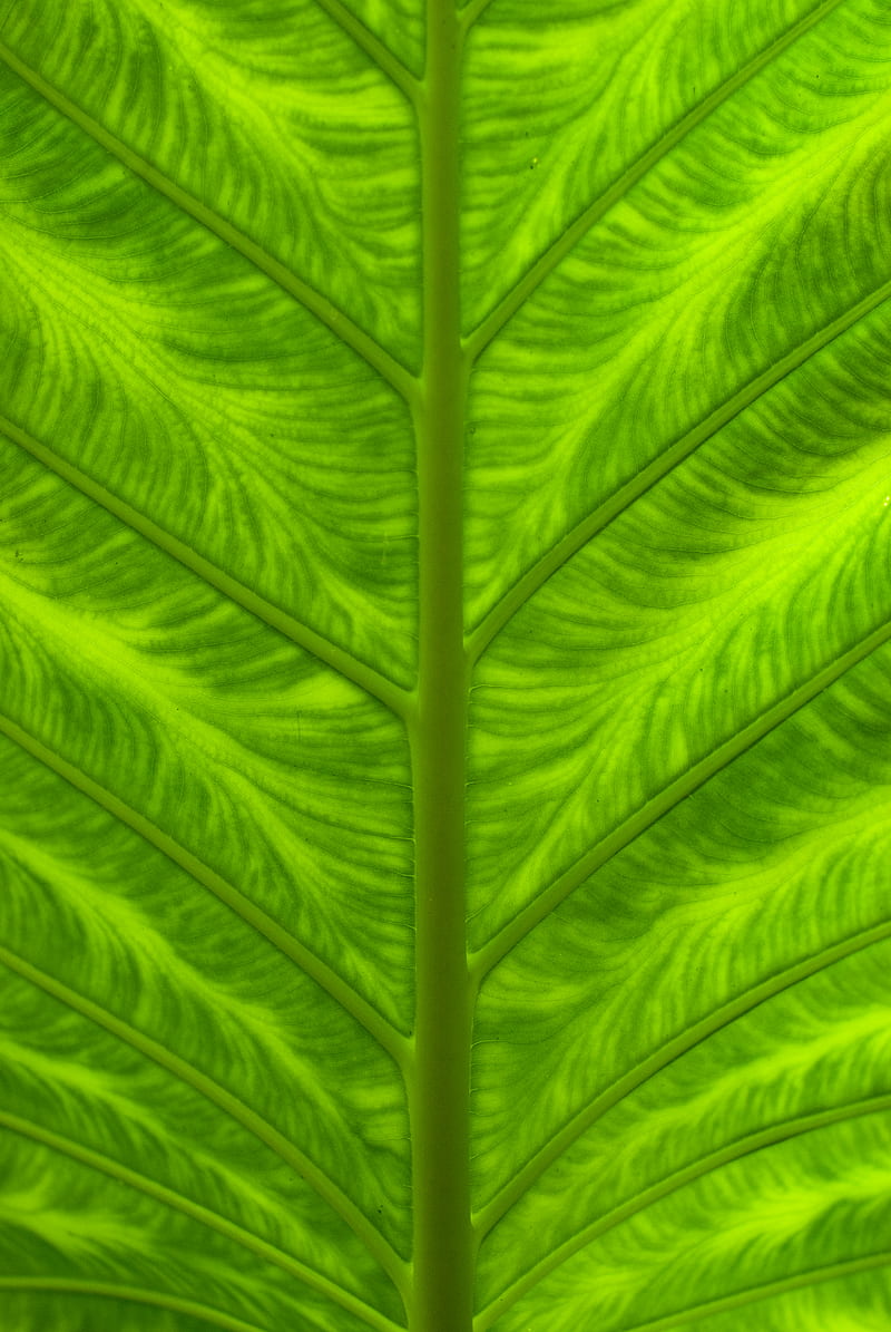 leaf, veins, macro, closeup, green, HD phone wallpaper