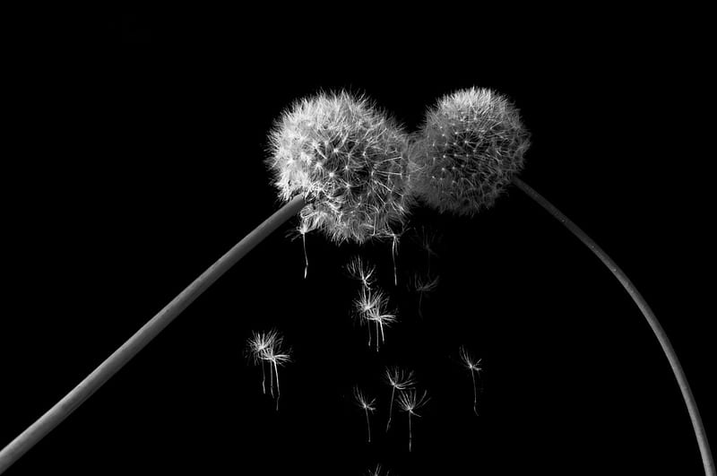 EVERY TIME I KISS YOU ..., dandelion, graphy, bw, love, flower, nature, kiss, HD wallpaper