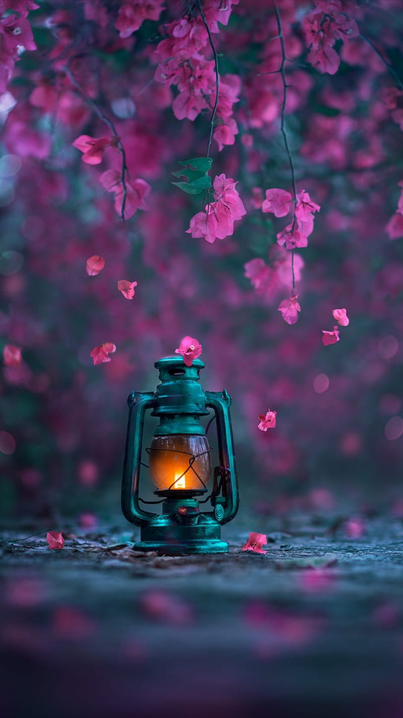 The lamp, blossom, flowers nature, pink, pink flowers, HD phone wallpaper