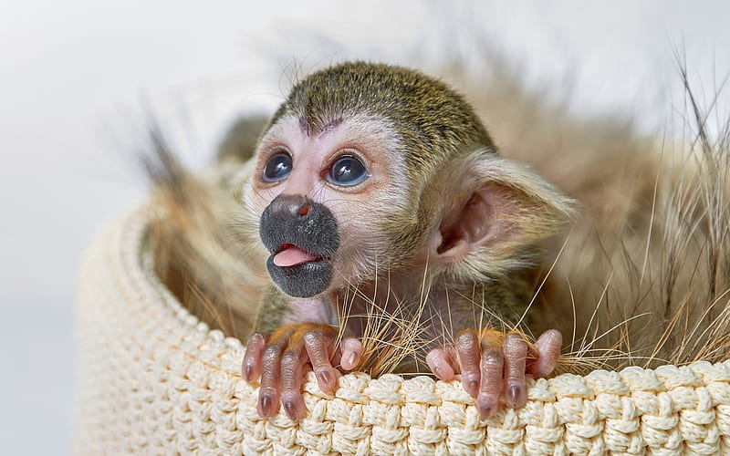 Squirrel monkey, cute, basket, animal, maimuta, HD wallpaper