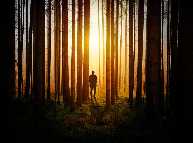 Lone Man in the Woods Ultra, Nature, Forests, Trees, Forest, Silhouette, Golden, Backlit, Woods, Male, Sunlight, neko, HD wallpaper