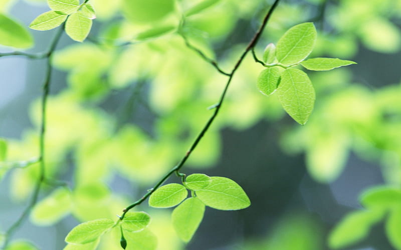 31 Soft Focus Green Leaves -Ethereal Green Leaves, HD wallpaper