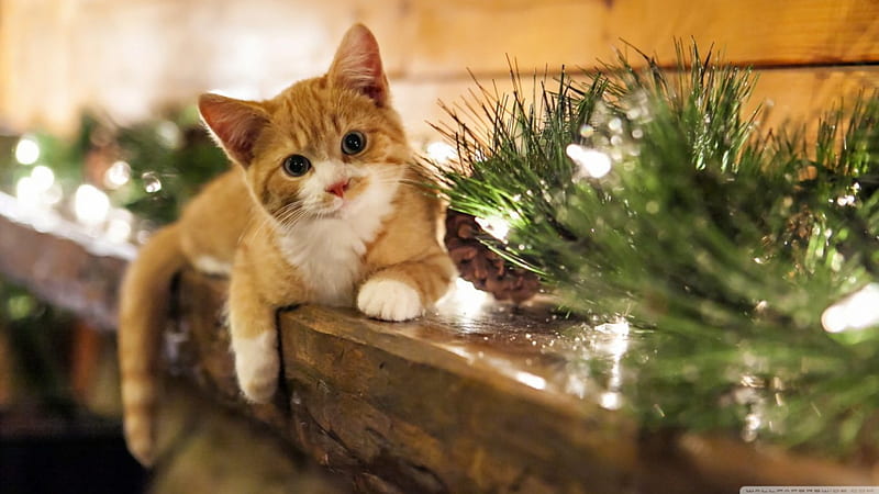 Just Hanging Out, kittens, cute, cats, orange, HD wallpaper