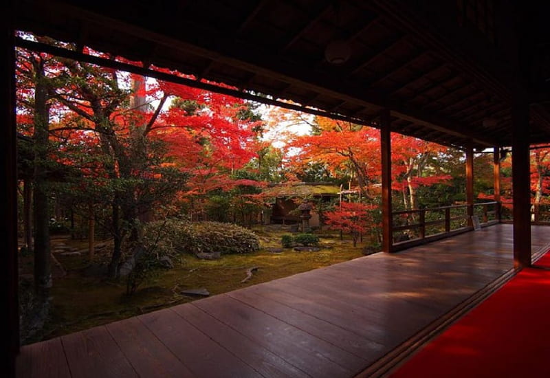 Daihoin Myosinji Temple, autumn, japan, japanese, kyoto, shrine, indoor, temple, garden, HD wallpaper
