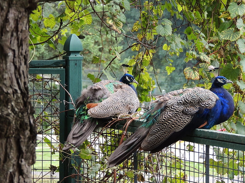 Perched Peacocks, graphy, Fence, Animals, Peacocks, HD wallpaper