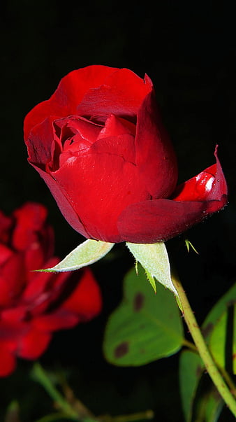- Red Roses, red roses, flowers, HD phone wallpaper