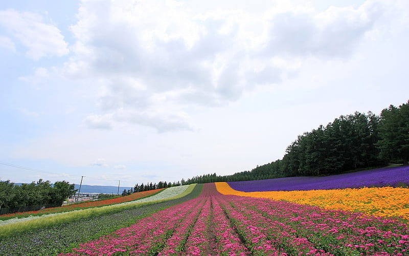 Flower Farm, farm, flowers, spring, field, HD wallpaper | Peakpx