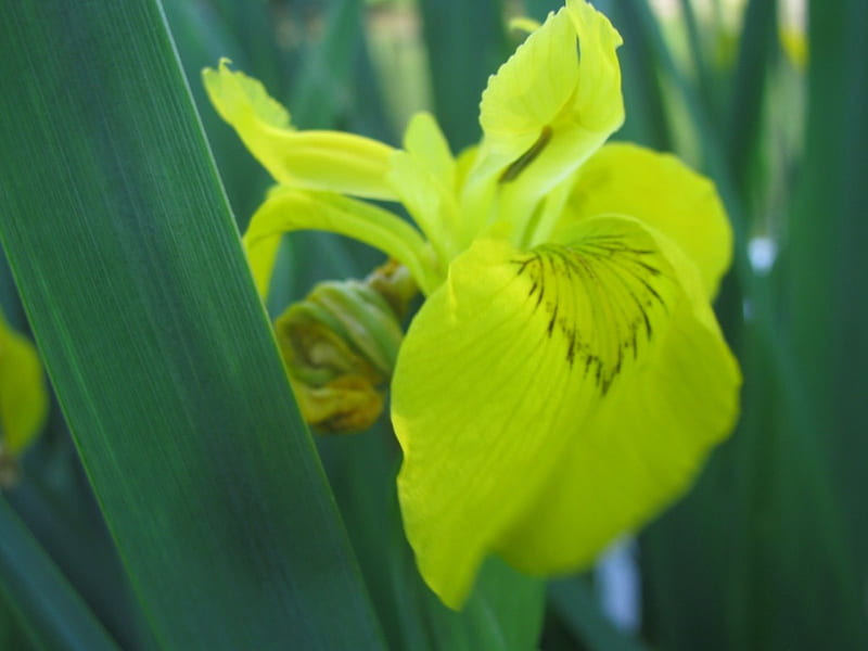 Iris amarillo, oro, flor amarilla, iris, Fondo de pantalla HD | Peakpx