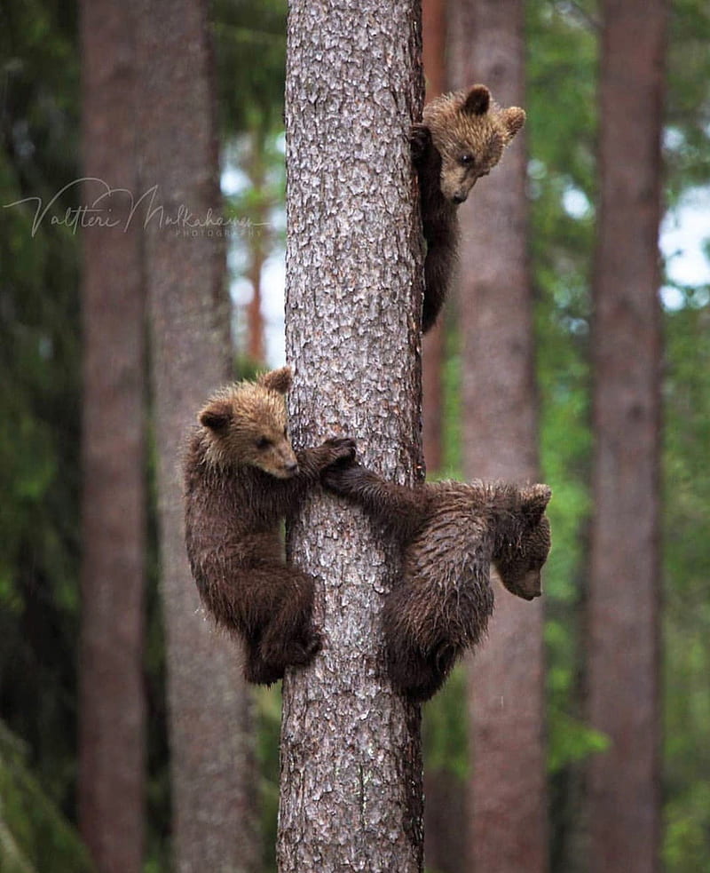 Three brothers, bears, brown, HD phone wallpaper