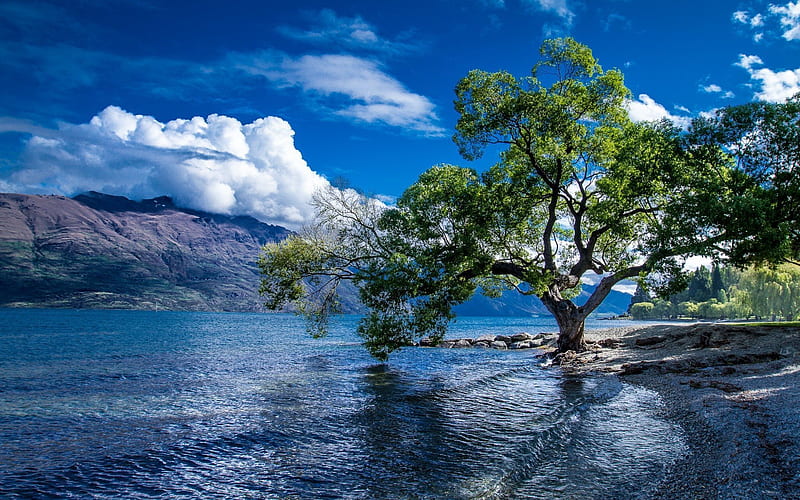 New Zealand, summer, Lake Wakatipu, rocks, coast, green tree, mountains, HD wallpaper