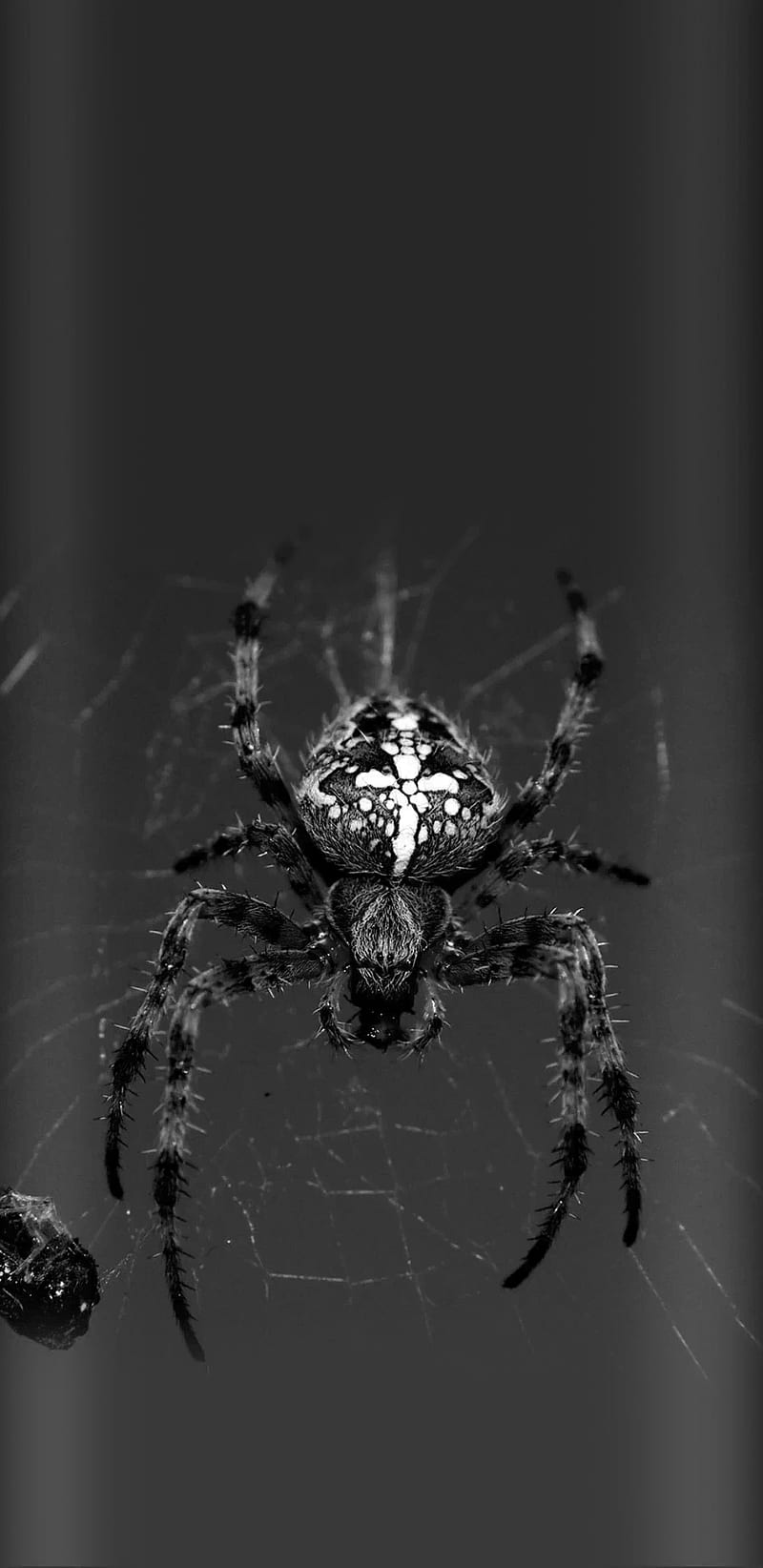 Animal Spider Wallpaper