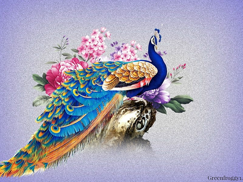 PEACOCK bird colorful 31 wallpaper  2285x1288  363827  WallpaperUP