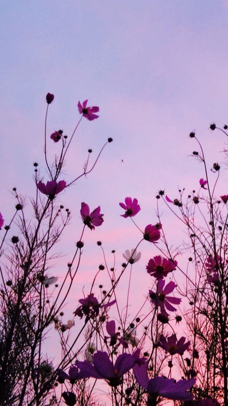 Flowers and weeds, pink, purple, petals, stem, nature, buds, sky, growing, HD phone wallpaper