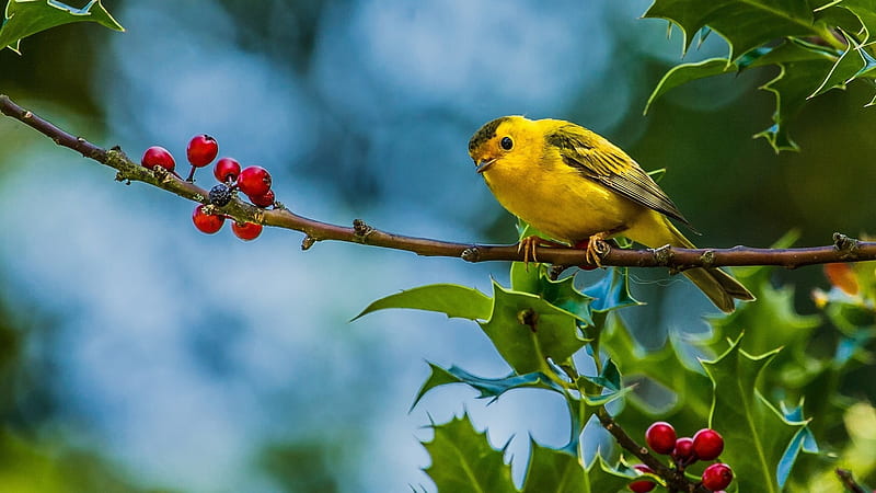 Yellow Bird Is Standing On Red Plum Fruits Tree Branch In Blur Blue Background D Yellow, HD wallpaper