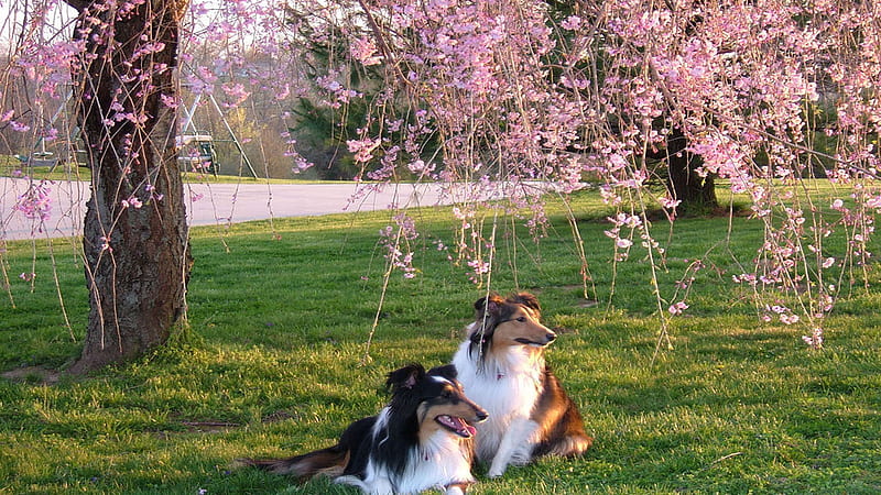 Border Collie Dogs Are Sitting On Green Grass Spring Background, HD wallpaper