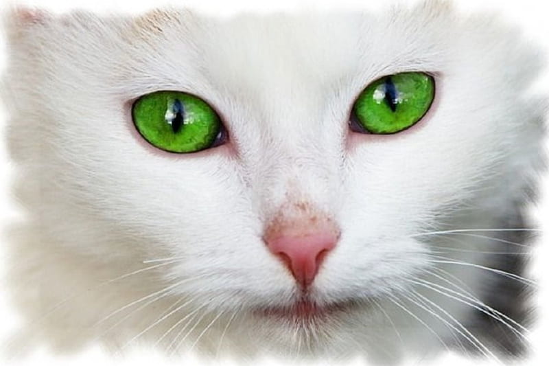BEAUTIFUL GREEN EYED CAT, EYES, CAT, GREEN, BEAUTIFUL, HD wallpaper