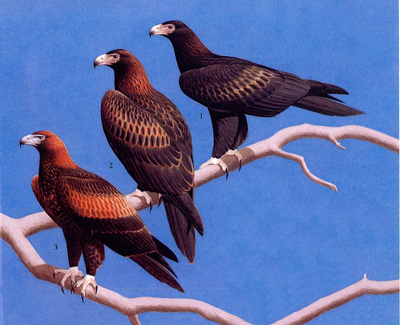 Birds, Bird, Animal, Wedge Tailed Eagle, HD wallpaper
