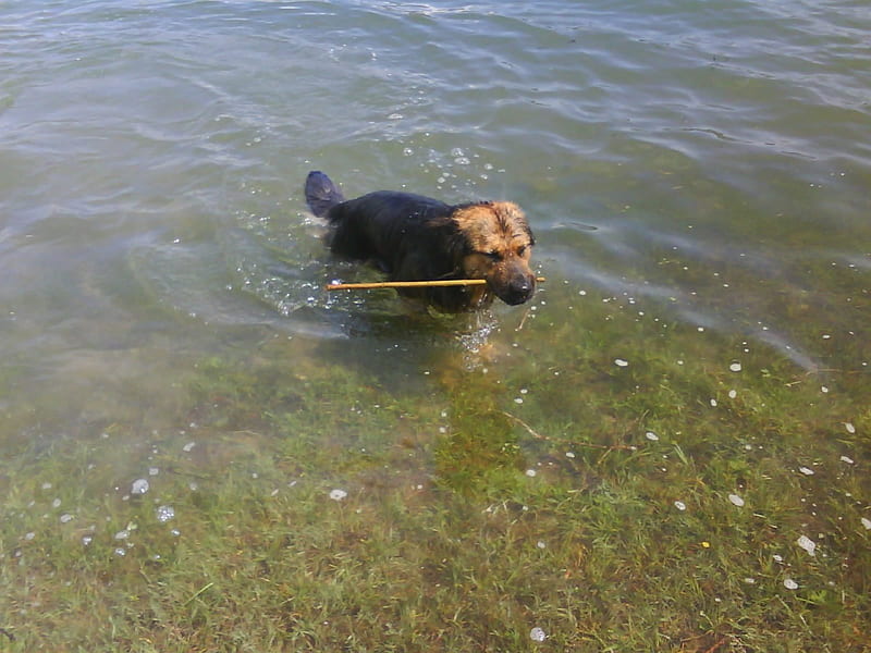 dog, water, swim, lake, animal, HD wallpaper