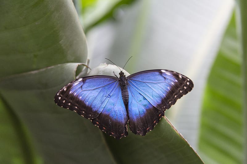 morpho peleides, butterfly, macro, blue, HD wallpaper