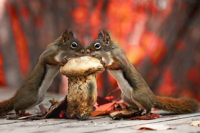 Cute, squirrel, funny, animal, HD wallpaper | Peakpx