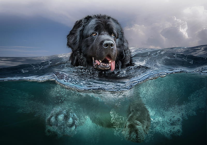 Terra Nova dog, vara, water, terra nova, summer, caine, newfoundland, dog, animal, blue, HD wallpaper
