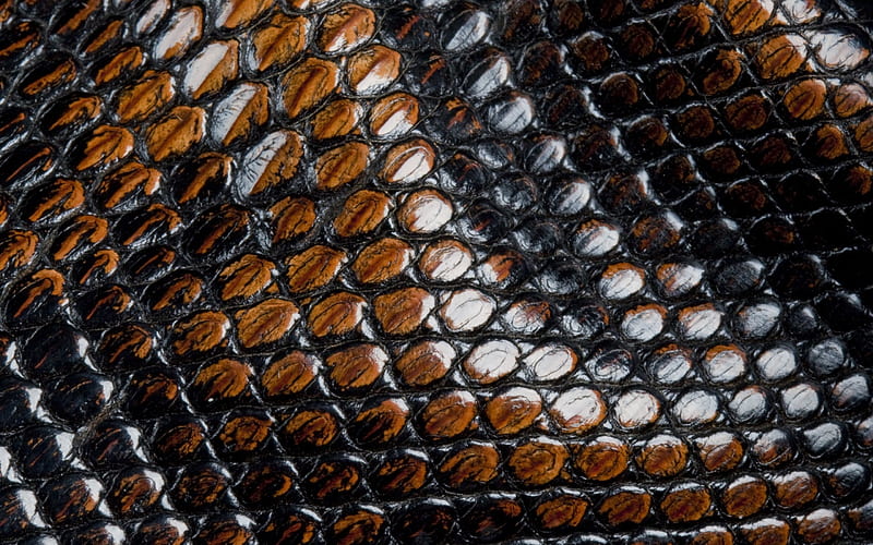 Snake skin, pattern, brown, texture, black, skin, abstract, snake, HD wallpaper