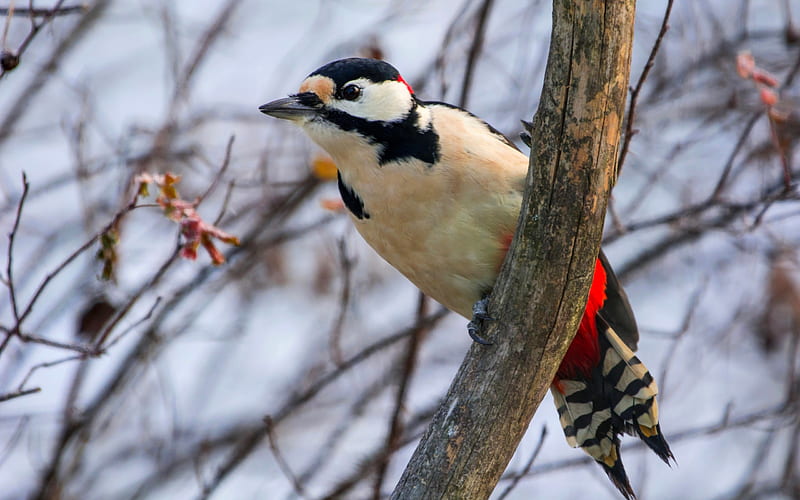 Woodpecker, pasari, ciocanitoare, bird, HD wallpaper