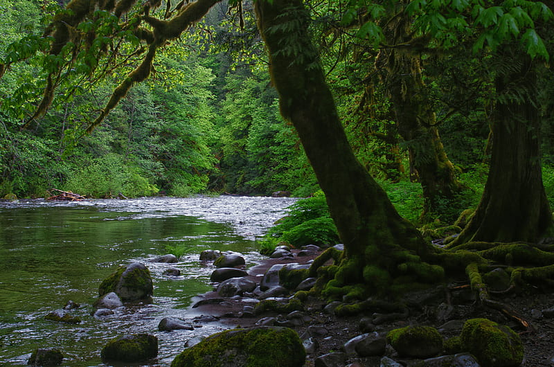 river, stones, trees, moss, forest, HD wallpaper