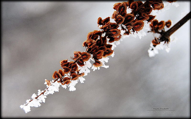 Frosty morning, frosted, natue, abstract, winter, cold, leaf, frosty, leaves, graphy, snow, macro, ice, frozen, frost, HD wallpaper