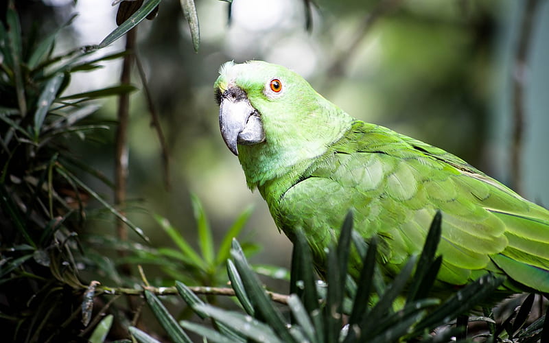 Great green macaw, green birds, parrots, Ara ambiguus, HD wallpaper