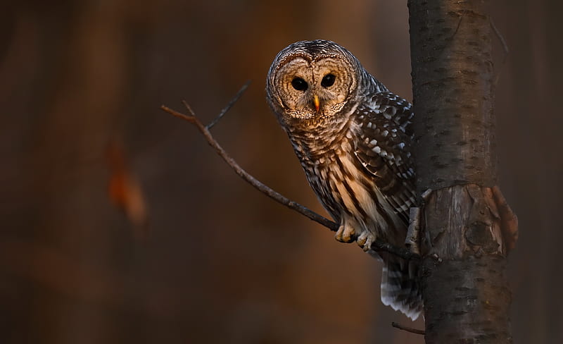 Birds, Owl, Bird, Wildlife, HD wallpaper Birds, Owl, Bird, Wildlife, HD wallpaper