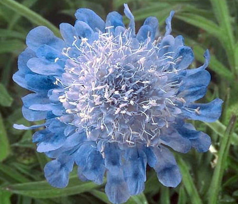 Sabius Japonica (Scabiosa) Also Known at Pincushion Flower, White, Blue, Nature, Flower, HD wallpaper
