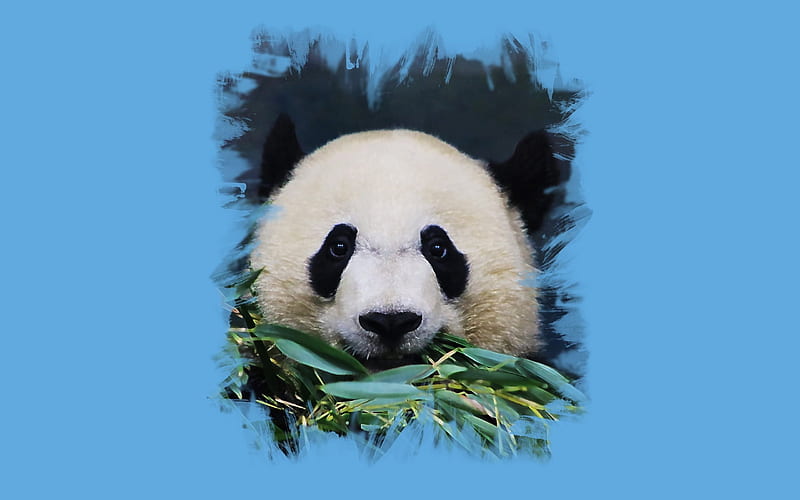 Panda, cute animals, bears, art, HD wallpaper