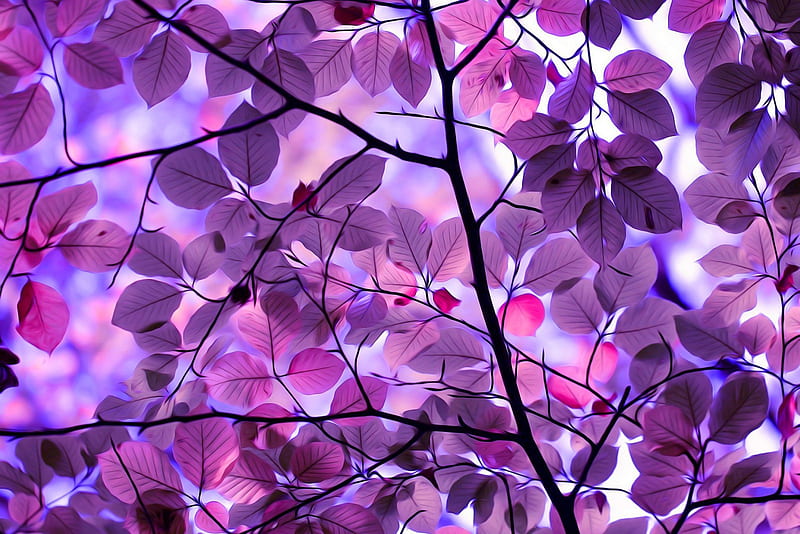 Leaves, autumn, tree, autumn splendor, purple leaves, HD wallpaper