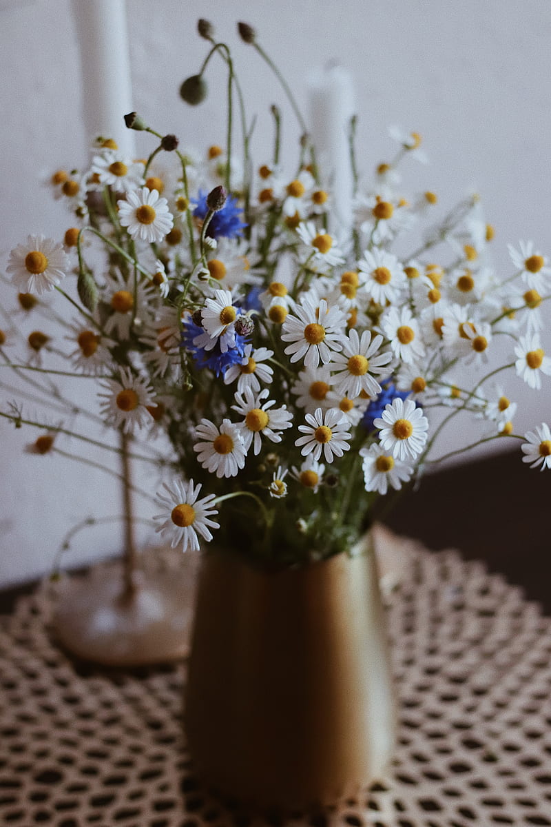 chamomile, wildflowers, vase, HD phone wallpaper