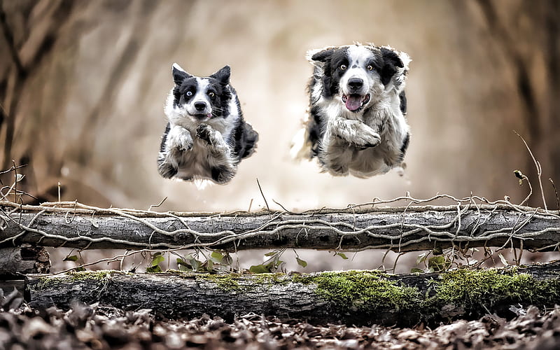 Two Border Collie, dogs flying dogs, cute animals, bokeh, pets, autumn, Border Collie, R, black border collie, dogs, Border Collie Dog, HD wallpaper