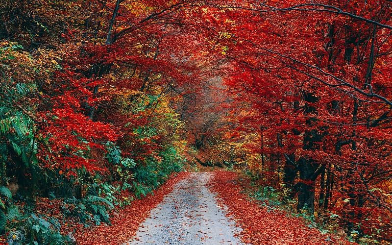 Autumn, tree, path, red, nature, forest, toamna, HD wallpaper
