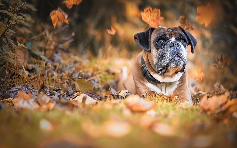 Boxer Dog, forest, pets, cute animals, autumn, dogs, Boxer, HD wallpaper