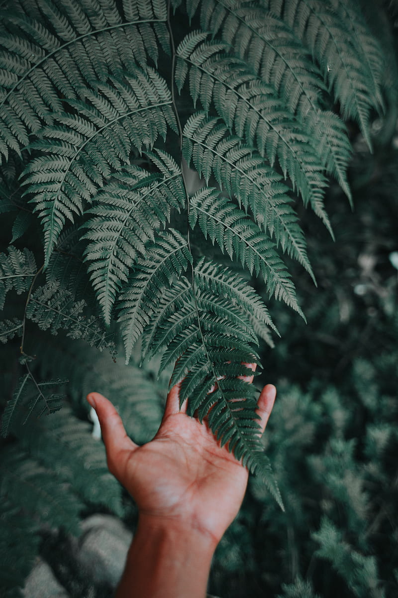 palm, fern, green, fingers, HD phone wallpaper