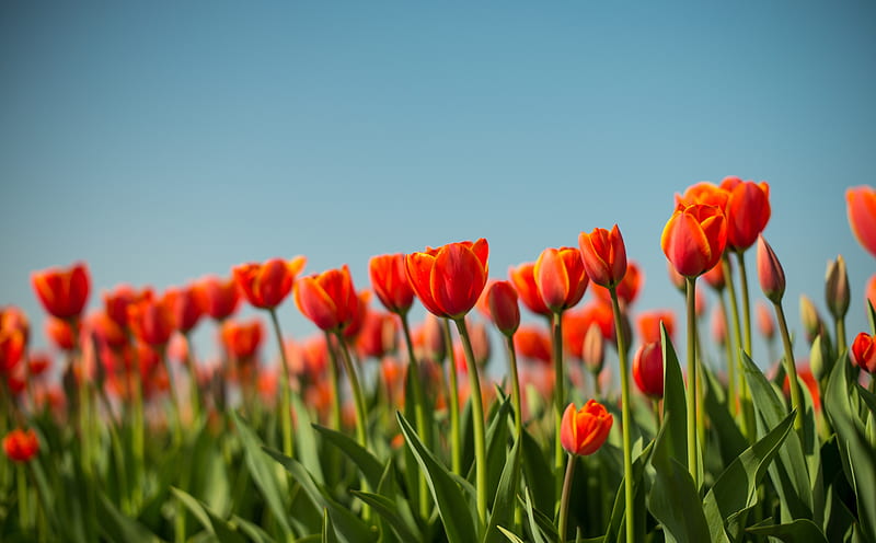 Tulips Flowers, Dutch Spring Ultra, Nature, Flowers, Orange, Tulips, Spring, Field, Netherlands, Holland, Leica, dutch, summilux, bluesky, RedTulips, HD wallpaper