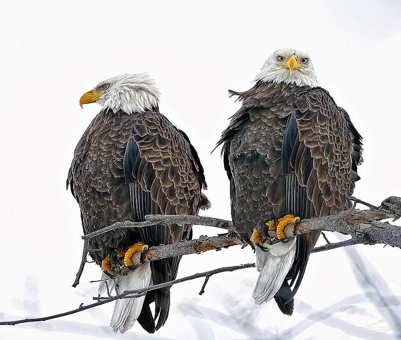 Kings of the sky, snow, bald eagles, brown and white, hunters, branch, pair, HD wallpaper